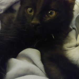 Meet your Posher, Donna